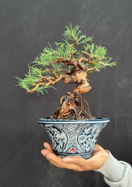 Phi lao Bonsai