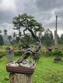 Vietnamese blue bell with driftwood