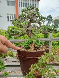 Premna bonsai tree