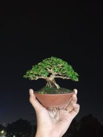 Indo premna mini tree