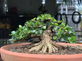 Antidesma acidum mini tree