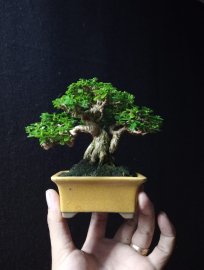 Premna bonsai mini tree