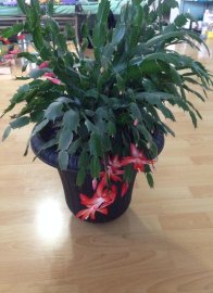 Big Xmas Cactus