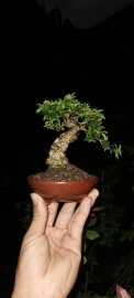 Bonsai mini ép chậu, anh em ngắm vui