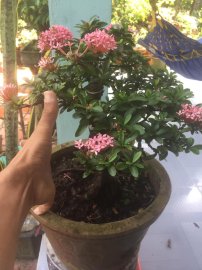 Bonsai trang hồng phấn đang cho hoa