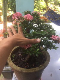 Bonsai trang hồng phấn đang cho hoa