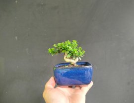 Gl ae sam hương mini 300k bao sip