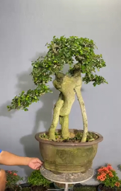 Duối bonsai.