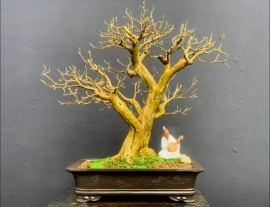 Sơ ri phom thiên nhiên chuẩn bonsai đẹp ạ