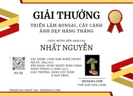 Linh sam nghệ thuật