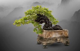 HỒNG MUỘI BONSAI - DÁNG HẮC KỲ LÂN