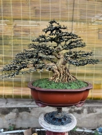 Bonsai VIP xuất đi Mỹ