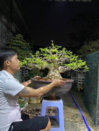 Mai Chiếu Thuỷ Lá Lớn