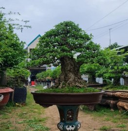 Mai nu da đen to lắm luôn nha