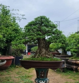 Mai nu da đen to lắm luôn nha