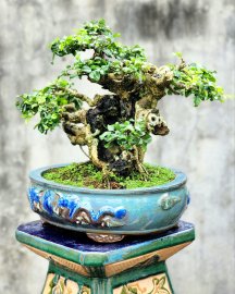 Cây trắc bonsai mini già rất đẹp tay cành mịn cù