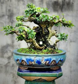 Cây trắc bonsai mini già rất đẹp tay cành mịn cù