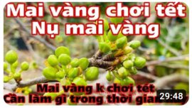 Chăm sóc mai vàng - canh nụ mai vàng