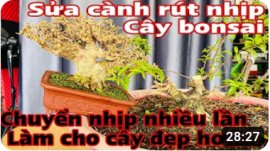 Sửa kiểng bonsai - rút cốt cây bonsai chuẩn đẹp