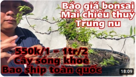 Báo giá 25 mã số mai chiếu trung trung nu