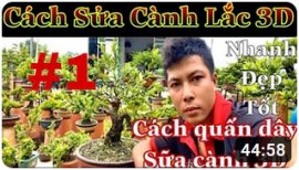 Cách sửa kiểng bonsai #1