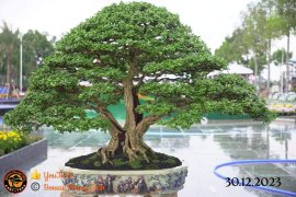 Vài tác phẩm bonsai đại dự thi tại đồng tháp lên cho anh em xem vui