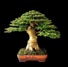 Cây cần thăng Bonsai