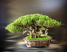 Pemphis bonsai tree