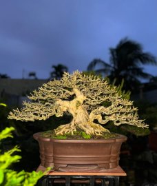 Linh sam bonsai