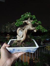 Sam hương bonsai mini nghệ thuật