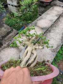 Taiwan premna tree overrock