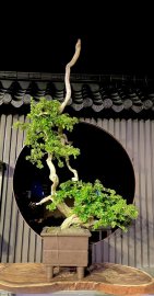 Sam Ngoc bonsai tree