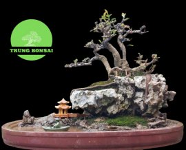 Ficus mini scene