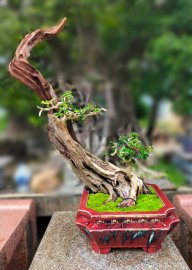 Dalbergia cochinchinensis tree with driftwood