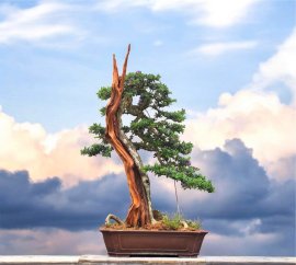 Linh sam bonsai