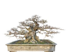 Cây sanh bonsai