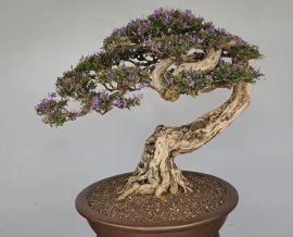 Desmodium unifoliatum bonsai artwork