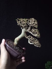 Premna mini tree