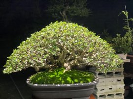 Antidesma acidum bonsai tree