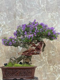 Blue bell bonsai artwork