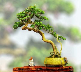 Blue bell bonsai artwork