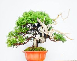 Shimpaku jupiner tree