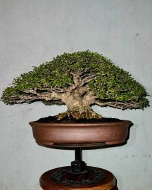 Water Jasmine bonsai tree