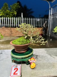 Premna bonsai tree