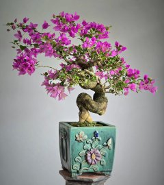 Bougainvillea bonsai tree