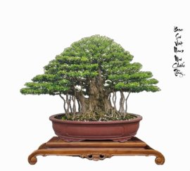 Water Jasmine bonsai artwork