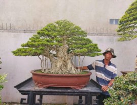 Water Jasmine bonsai artwork