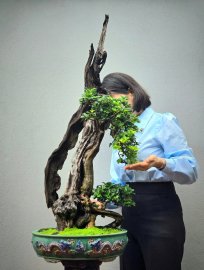 Cây trắc bonsai lũa nghệ thuật