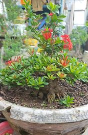 Red Ixora tree