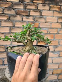 Blue bell pre-bonsai tree